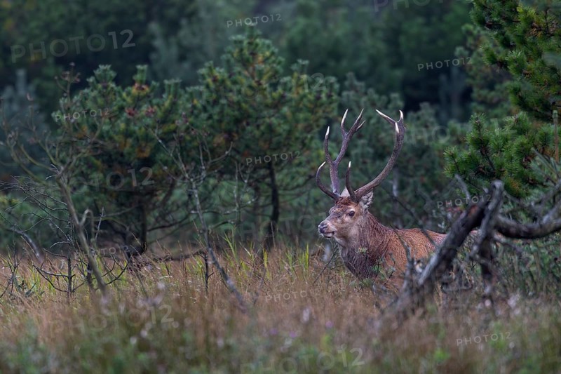 A red deer (Cervus elaphus) at the edge of a moorland meadow, rutting season, Denmark