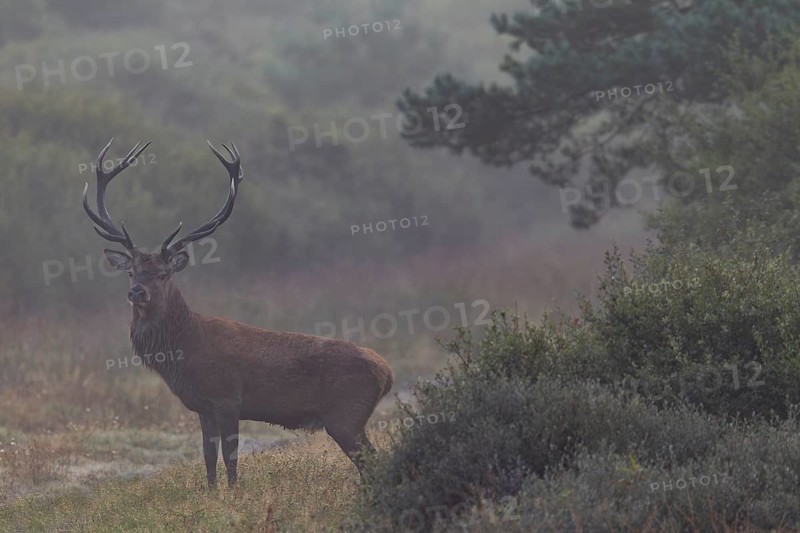 While I'm still standing at the car preparing my photo equipment, a red deer (Cervus elaphus) appears on the opposite side of the road, rutting season, morning mist, Denmark