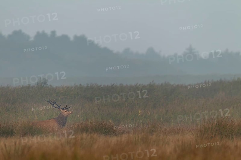 Red deer (Cervus elaphus) in rut in front of a reed belt, Denmark