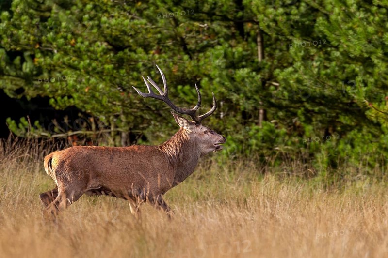This red deer (Cervus elaphus), with only one antler, I could photograph the 2 previous years, about 2 km away from this place, one-antlered deer, abnormal, rutting season, Denmark