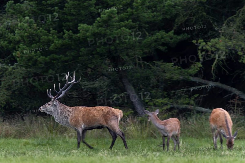 In the evening, a red deer (Cervus elaphus) with doe and calf enters a forest meadow, as more females appear, he runs towards them, rutting season, top dog, Denmark