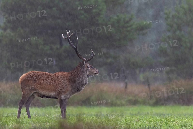 The red deer (Cervus elaphus) remains stoically calm in a rain shower, heavy rain, rutting season, Denmark