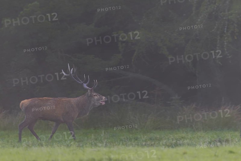 With the onset of dusk, the red deer (Cervus elaphus) increases its activity, rutting season, Denmark