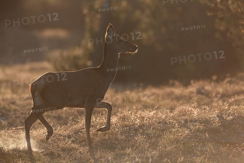 Red deer (Cervus elaphus) fleeing across a clearing in the forest, in the backlight you can recognise the sand whirled up by the shells, Denmark