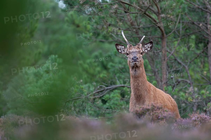 With its elongated shoulder and forward-facing ears, the red deer spike (Cervus elaphus) is trying to figure me out, rutting season, Denmark