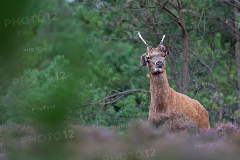 On this evening, the midges are real pests, easily recognised by the eavesdroppers of the red deer sparrow (Cervus elaphus), pests, rut, rutting season, Denmark