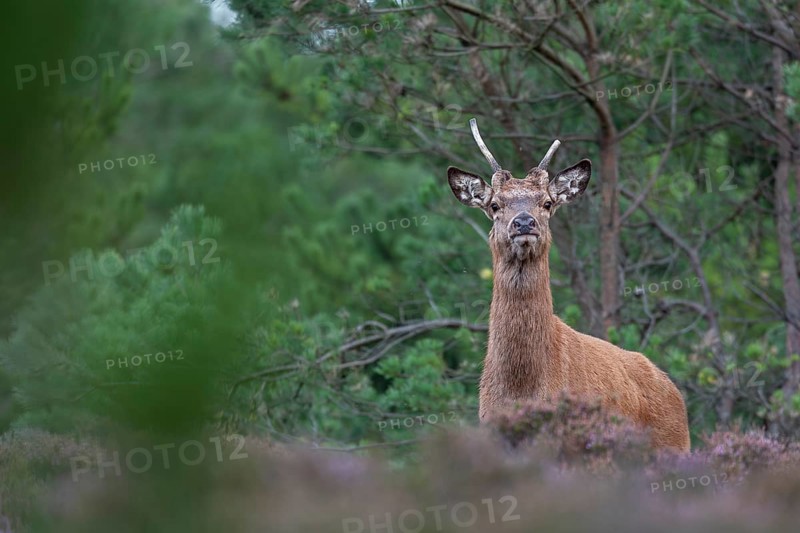 Suddenly the red deer (Cervus elaphus) appears right in front of me, rut, rutting season, Denmark