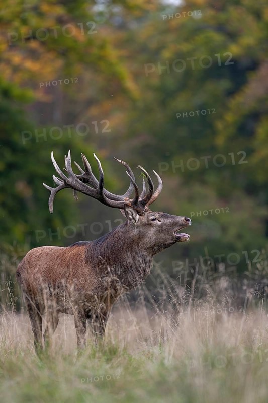 Roaring red deer (Cervus elaphus) in a forest clearing, rut, rutting season, Denmark