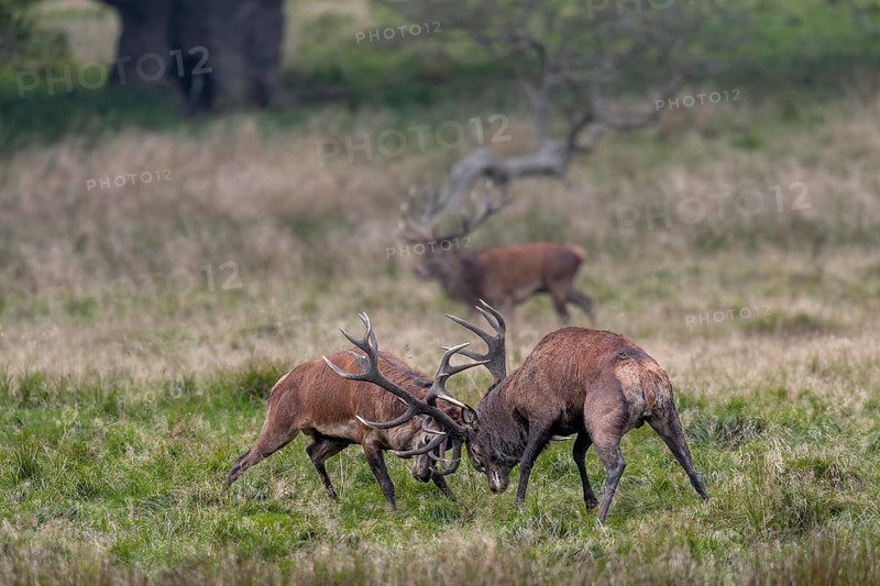 While the red deer (Cervus elaphus) are fighting, a third, very old stag takes advantage of the situation and takes over the herd, fight, rut, rutting season, Denmark