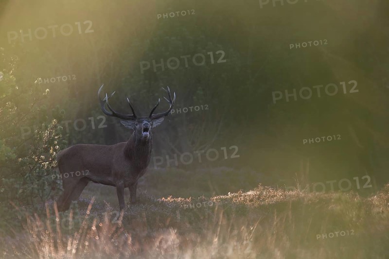 A roaring red deer (Cervus elaphus) in the morning mist, morning mood, rut, rutting season, Denmark