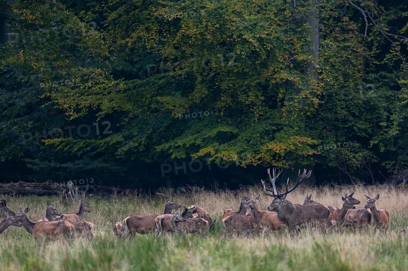 Red deer (Cervus elaphus) with its herd in a forest clearing, rutting season, red deer herd, Denmark