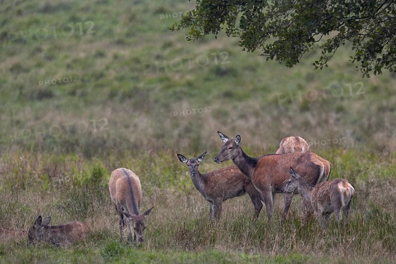 While the red deer (Cervus elaphus) graze relaxed with the stag calves, a calf remains very alert, rain showers, rutting, rutting season, Denmark