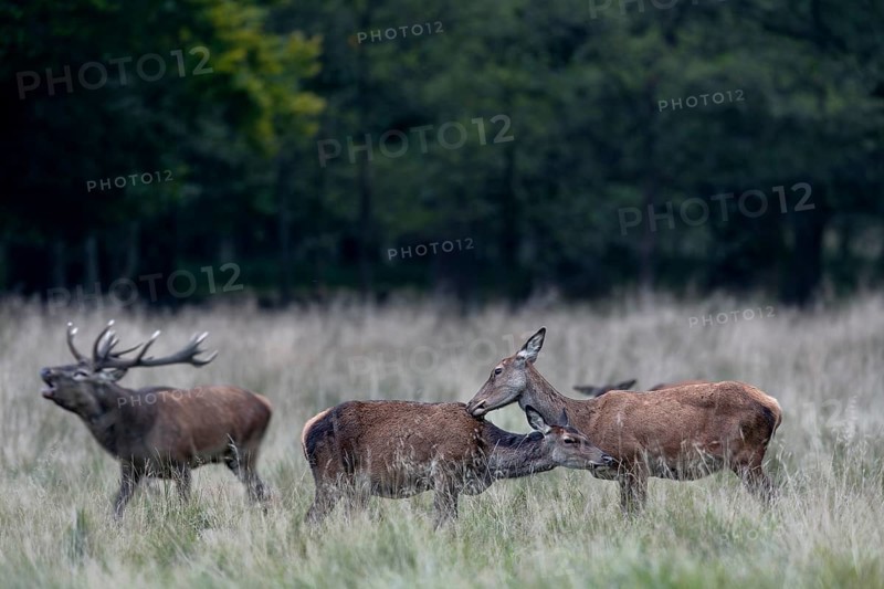 While the red deer (Cervus elaphus) maintain social contacts, the red deer is constantly altiv, social behaviour, grooming, rutting, rutting season, Denmark