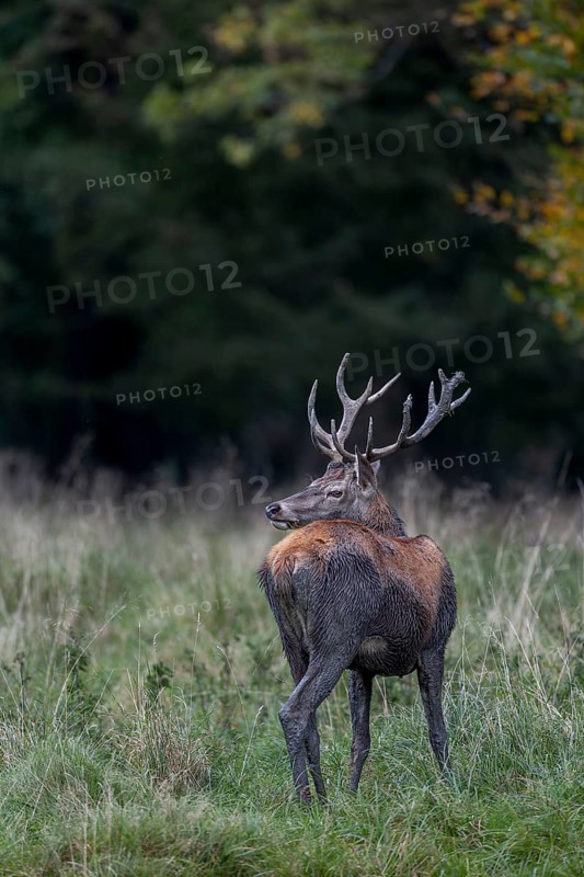 This red deer (Cervus elaphus) was wallowing somewhere in the forest a few minutes ago, mud baths are an important part of the life of this species, wallowing, rut, rutting season, Denmark