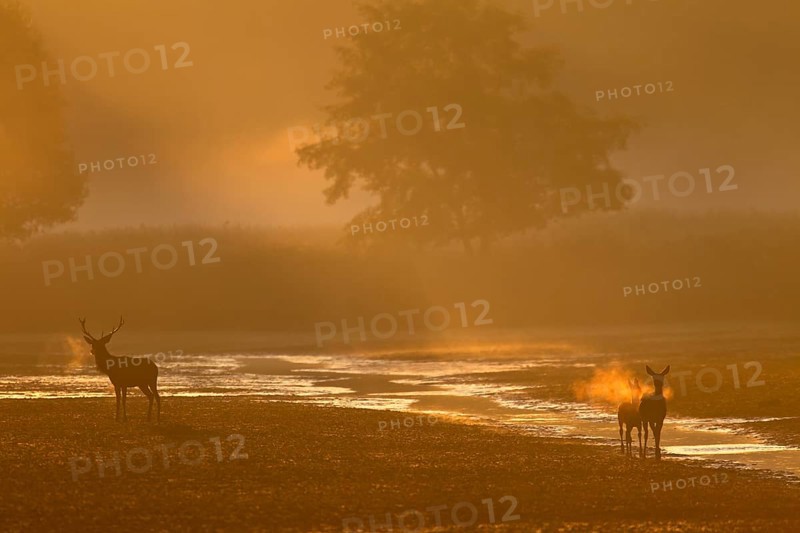 After the red deer (Cervus elaphus) has prevented the doe from moving into the reed belt, she turns and moves in the opposite direction, morning sun, foggy landscape, rutting season, Germany