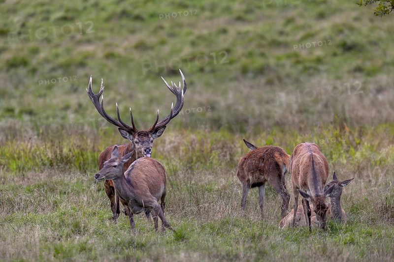 The red deer (Cervus elaphus) follows a doe from the herd and uses the scent marks given off by the doe to test her readiness to mate, rut, rutting season, drive, Denmark