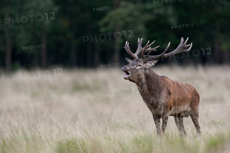 With its roaring, the red deer (Cervus elaphus) consolidates its claim to the herd, rut, rutting season, Denmark