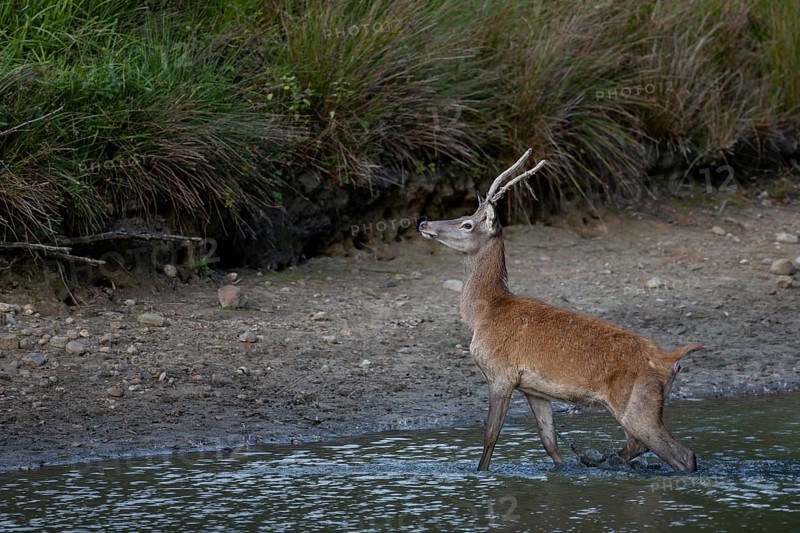 Red deer eagle (Cervus elaphus) crossing a pond, Germany