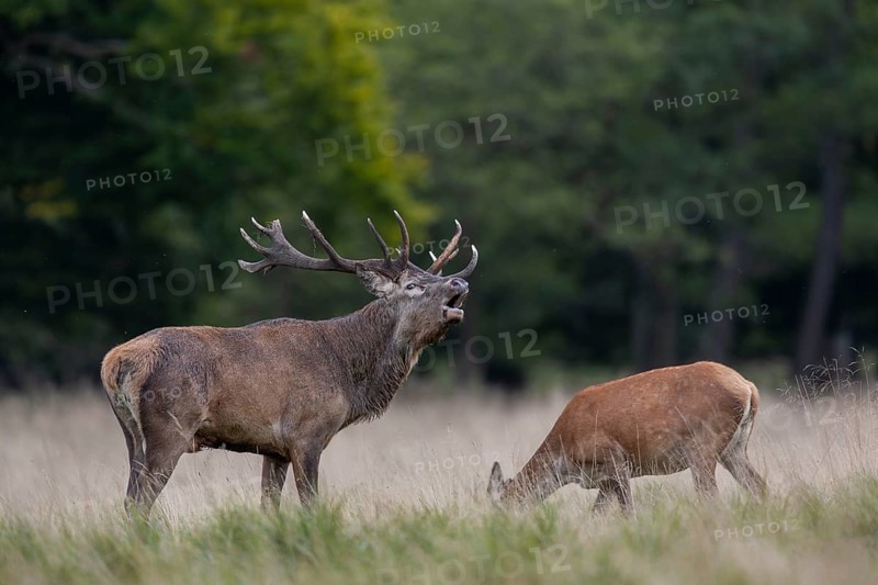 The red deer (Cervus elaphus) roars almost non-stop, while the wild deer graze unperturbed, rutting, rutting season, Denmark