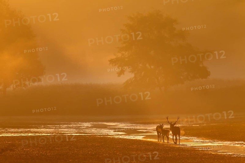 A middle-aged red deer (Cervus elaphus) follows a red deer and calf in the most beautiful morning light, morning sun, rutting season, Germany
