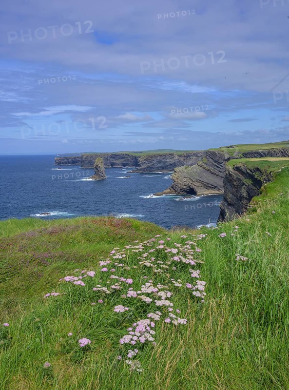 Common yarrow (Achilea millefolium) and cliff coast of, Kilkee, County Clare, Ireland