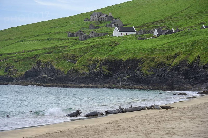 Seals on the beach behind house ruins, Great Blasket Island, Dunquin, Kerry, Ireland