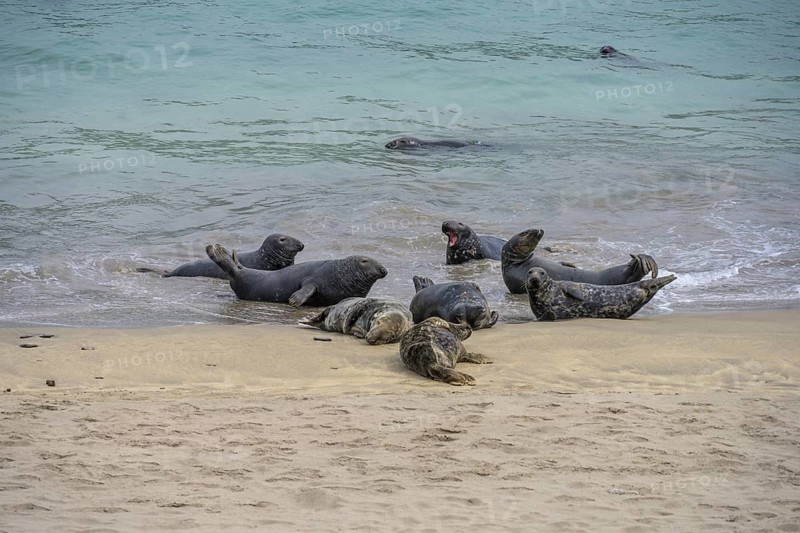 Seals on the beach, Great-Blasket Island, Dunquin, Kerry, Ireland