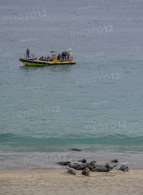 Tour boat and seals on the beach, Great-Blasket Island, Dunquin, Kerry, Ireland