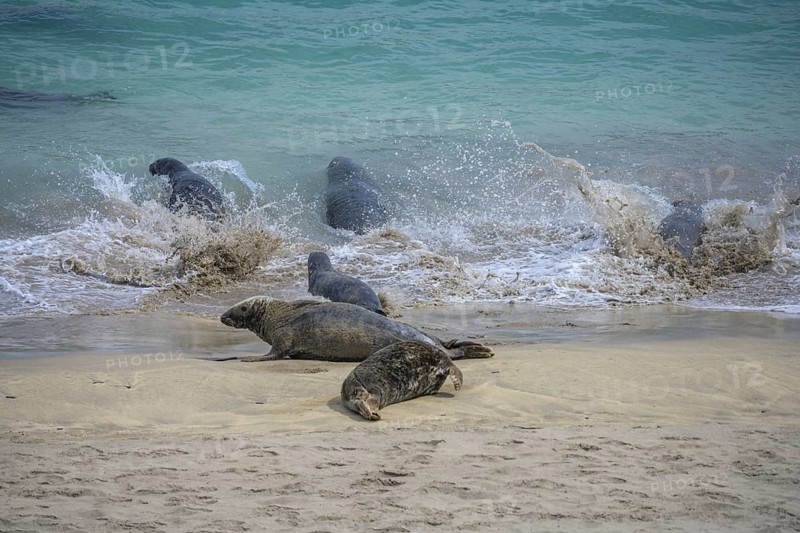 Seals flee into the sea, Great-Blasket Island, Dunquin, Kerry, Ireland