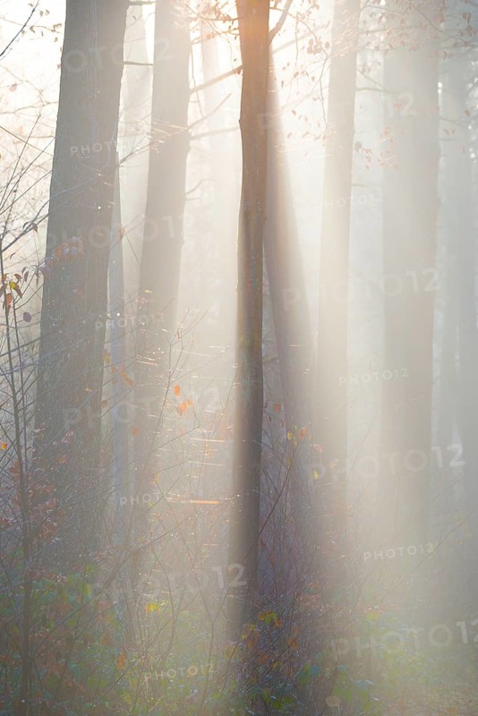 Light-flooded forest, rays of light and shadow, sunbeams, dense trees, fascinating, light rays, thick fog, glowing, morning haze, morning sun, foggy, forest, morning mood, early fog, sunrise, sunrays, light rays, natural, mixed forest, deciduous forest, tall trees, autumnal, colored, leaves, lighting mood, sun, sunlight, morning, haze, natural forest, nature, atmospheric, atmospheric, mystical, magical, mysterious, beauty, LÃ¼neburg District, Lower Saxony, Germany