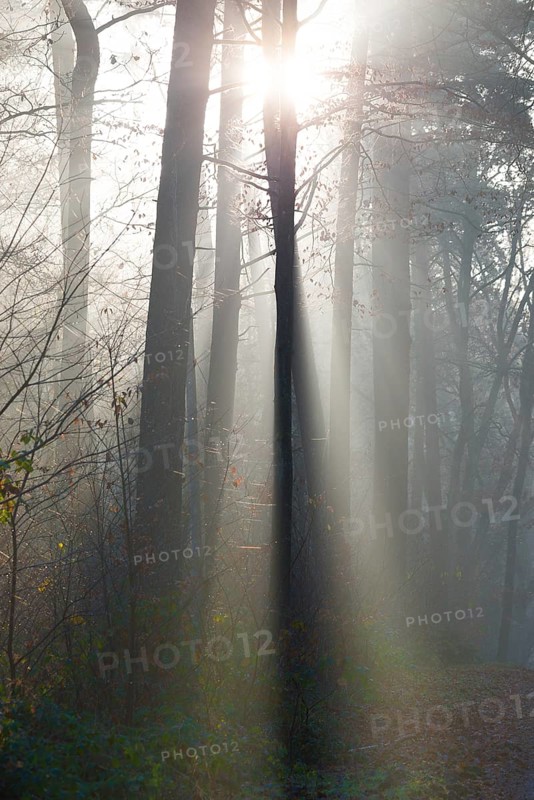 Light-flooded forest, rays of light and shadow, sunbeams, dense straight trees, fascinating, light rays, thick fog, glowing, morning haze, morning sun, foggy, forest, morning mood, early fog, sunrise, sunrays, light rays, mixed forest, undergrowth, tall trees, autumnal, leaves, lighting mood, sun, sunlight, morning, haze, natural forest, nature, atmospheric, mystical, magical mysterious, beauty, LÃ¼neburg District, Lower Saxony, Germany