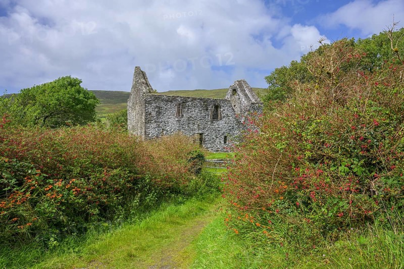 House ruin and blooming fuchsia hedges, Kilmalkedar, Kerry, Ireland