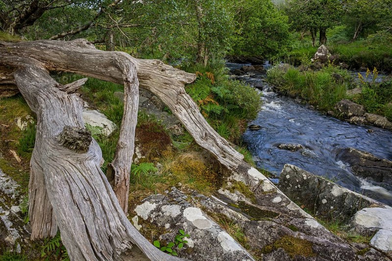 Deadwood and stream, Killarney National Park, Muckross, Kerry, Ireland