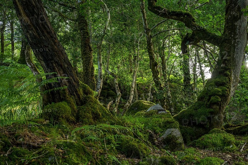 Primeval forest, Killarney National Park, Muckross, Kerry, Ireland