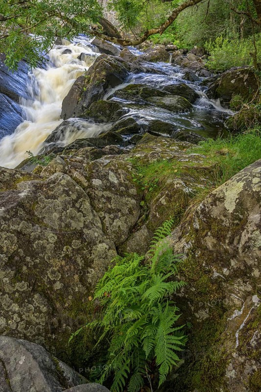Stream and fern in Killarney National Park, Muckross, Kerry, Ireland