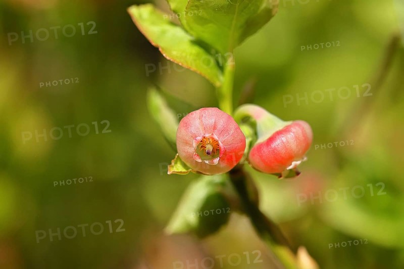 Blueberry blossom (Vaccinium myrtillus), European blueberry, blueberry, wild blueberry (Vaccinium myrtillus), close-up of blossoms, Wilnsdorf, North Rhine-Westphalia, Germany