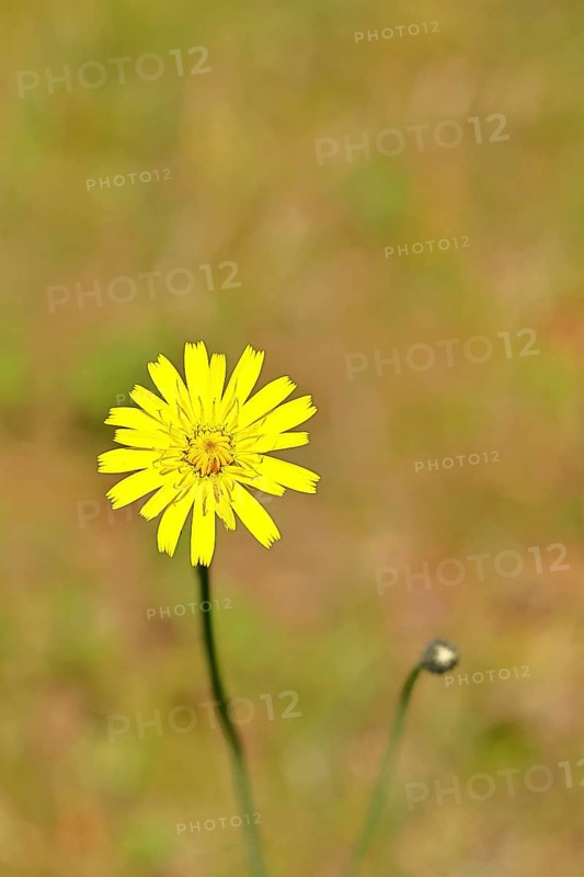 Mouse-ear hawkweed, also known as mouse-eared hawkweed or long-haired hawkweed (Hieracium pilosella), medicinal plant used medicinally as a diuretic, it also has a mild psychoactive effect that has been compared to that of cannabis, close-up, Wilnsdorf, North Rhine-Westphalia, Germany