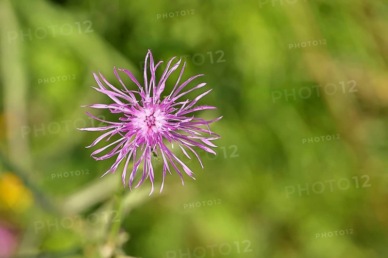 Meadow knapweed or common knapweed (Centaurea jacea), flower, Wilnsdorf, North Rhine-Westphalia, Germany