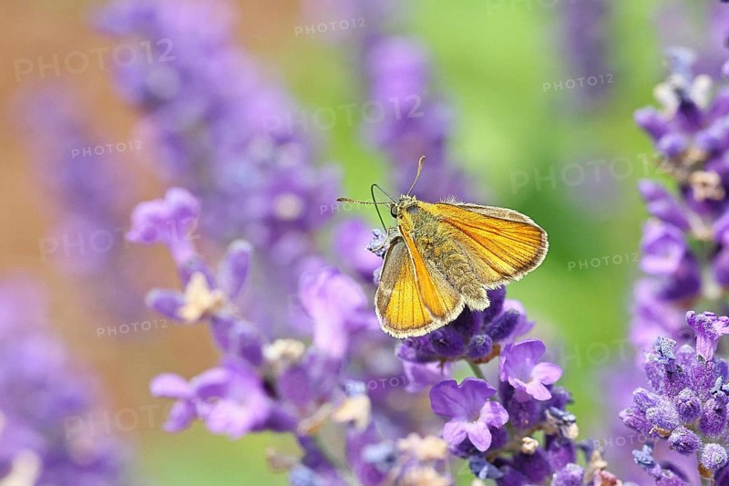 Large skipper (Ochlodes venatus), collecting nectar from a flower of Common lavender (Lavandula angustifolia), close-up, macro photograph, Wilnsdorf, North Rhine-Westphalia, Germany