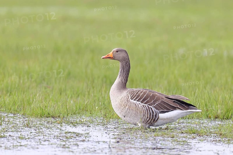 Grey goose (Anser anser) on a moor, DÃ¼mmer, Lake DÃ¼mmer, Ochsenmoor, HÃ¼de, Lower Saxony, Germany