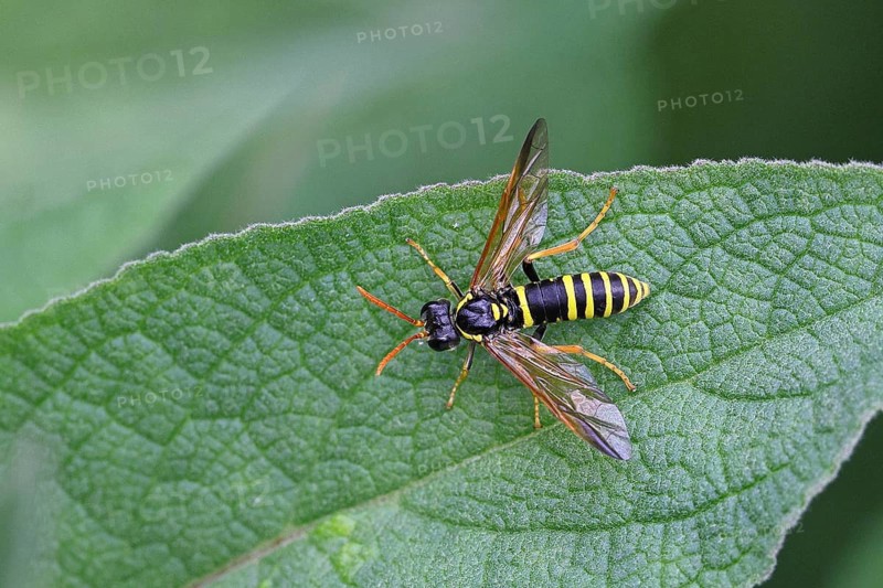 House field wasp (Polistes dominula), on a leaf of dark mullein (Verbascum nigrum), Wilnsdorf, North Rhine-Westphalia, Germany