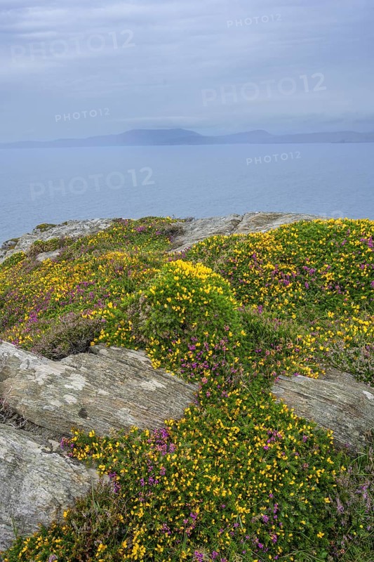 Heather and blooming broom, hiking to the lighthouse of, Sheepshead, County Cork, Ireland