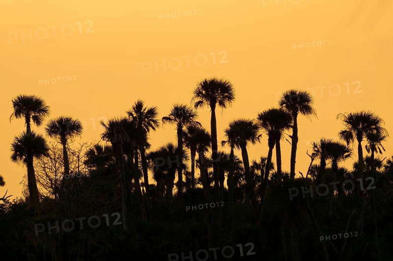 Palm trees as silhouettes against an orange sky at sunset, tropical atmosphere, spring, Orlando Wetlands, Christmas, Florida, USA