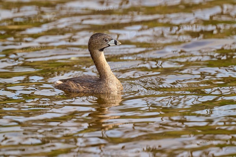 A bird in the middle of the water, accompanied by a natural environment, Little Grebe (Podilymbus podiceps), spring, Orlando Wetlands, Christmas, Florida, USA