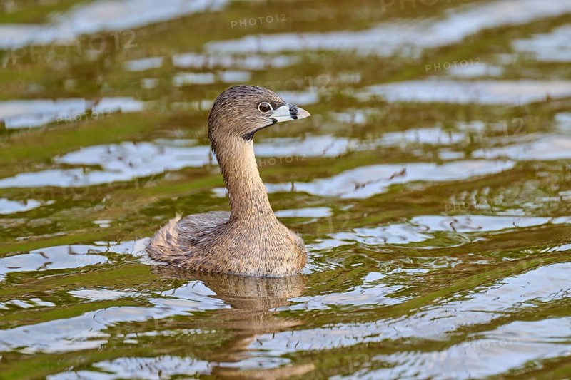 Bird with brown plumage swimming peacefully on the water, Grebe (Podilymbus podiceps), spring, Orlando Wetlands, Christmas, Florida, USA
