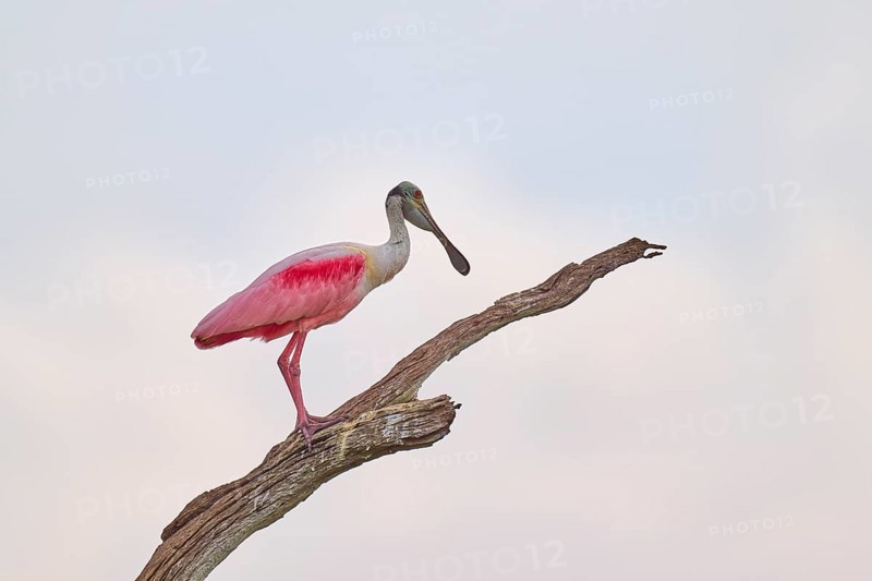 A spoonbill stands on a branch and looks attentively, background of bright sky, roseate spoonbill (Ajaja ajaja), spring, Orlando Wetlands, Christmas, Florida, USA