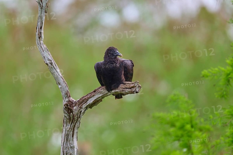 Another vulture on a branch, similar to the previous image, against a green background, Turkey Vulture (Cathartes aura), spring, Orlando Wetlands, Christmas, Florida, USA