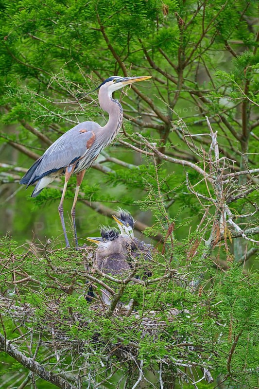 A heron in the nest, accompanied by two young birds, on a branch in the cypress forest, Canada Heron (Ardea herodias), spring, Orlando Wetlands, Christmas, Florida, USA