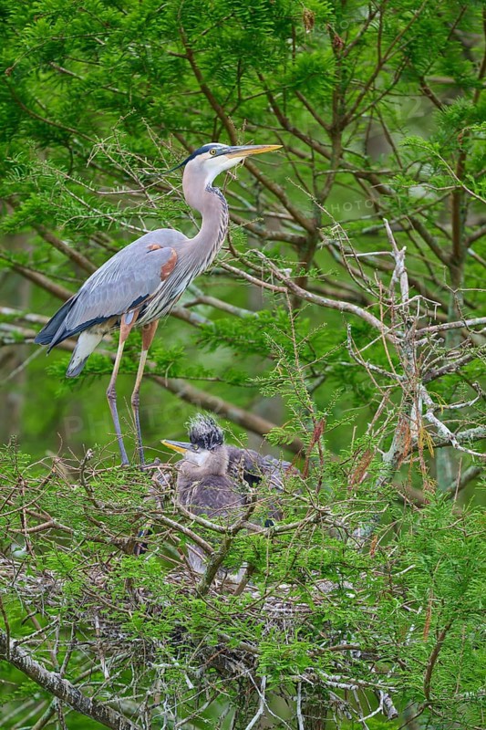 Heron on a tree with two young birds in the nest, surrounded by green cypress forest, Canada Heron (Ardea herodias), spring, Orlando Wetlands, Christmas, Florida, USA
