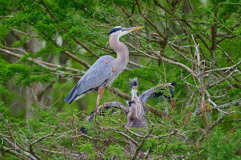 The heron stands in the nest next to its young, protected by dense cypress forest, Canada Heron (Ardea herodias), spring, Orlando Wetlands, Christmas, Florida, USA